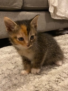 Kittens