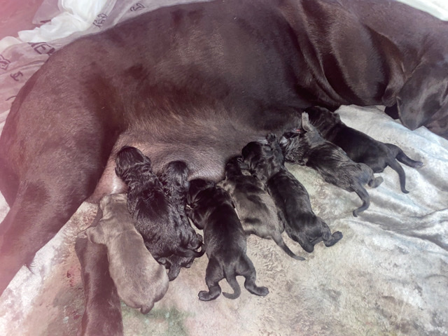 Cane Corso – cane corso for so puppies 10 healthy puppies