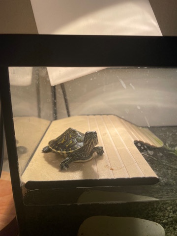aquatic turtle