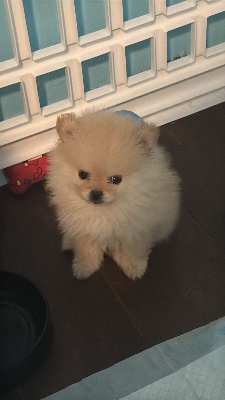 Pomeranian – Looking for a new home for my Pomeranian – Houston