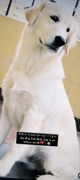 Golden Retriever – Tommy