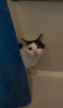 please adopt buddy