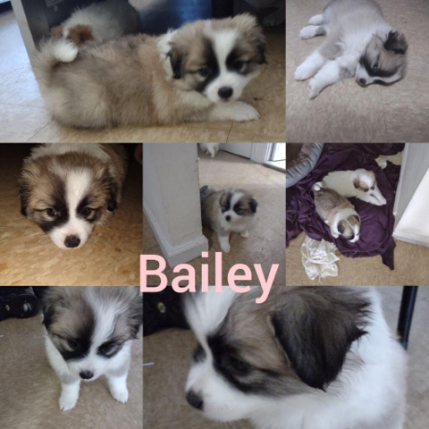 Bailey Shih-Mo Puppy (make an offer)