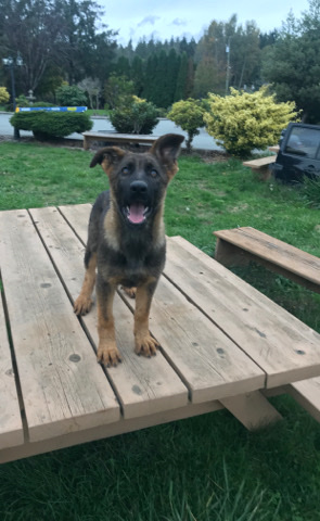 German Shepherd – Pure germandhepherd puppies