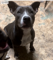 American Bulldog – American pocket bully