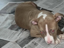 American Pit Bull Terrier – Red nose pitbull – Dallas
