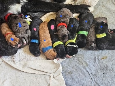 Mixed Breed - BorderCollie, Rhodesian Ridgeback x Deutsche Dogge available for adoption in Groß Luckow