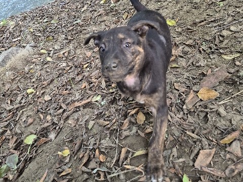 Belgian Malinois X Doberman puppy