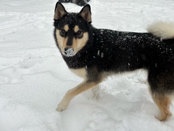 Siberian Husky – Maple: 3‑Year‑Old Husky For a Good Home – Stone Mountain