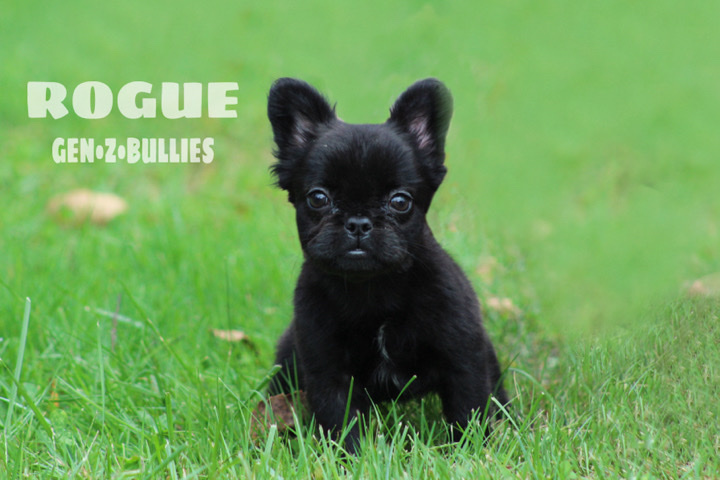 French Bulldog – Female Fluffy French Bulldog Puppy