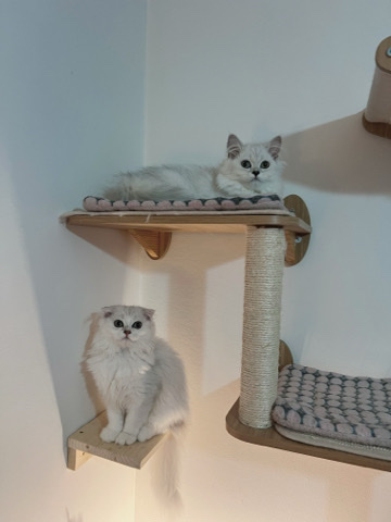 Scottish Fold – Stunning Scottish Fold Kittens in London