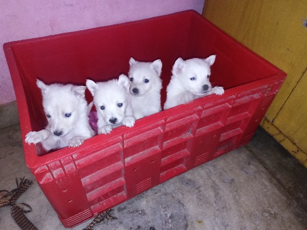 Indian Spitz – Urgent sell Original spitz puppy's 2male 1female