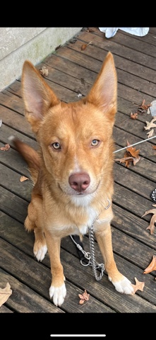 Siberian Husky – German shepherd mix with husky