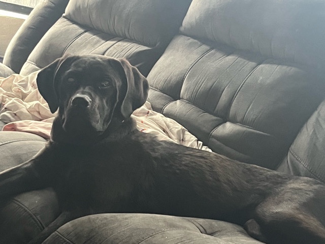 Cane Corso – AKC Registered Cane Corso – 1 Year Old – Birmingham – Birmingham