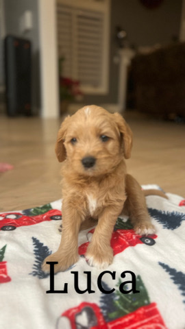 Shih Tzu – Goldendoodle Shih Tzu mix puppies!