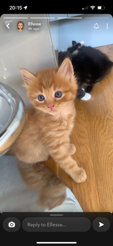 rag doll kitten ginger