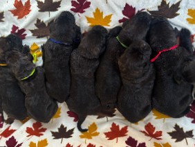 Reverse Blue Brindle Cane Corso 