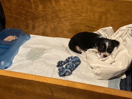 mini chihuahua
