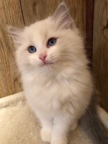 Ragdoll – We have kittens