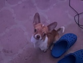 Chihuahua – Aires – Rochester