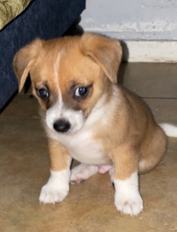English Toy Terrier (Black & Tan) – 3 male pups needing to be re-homed asap