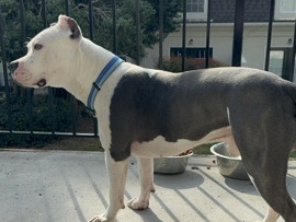 American Staffordshire Terrier – Friendly 3-Year-Old American Staffordshire Terrier in McDonough – McDonough
