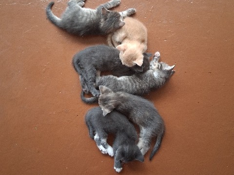 Kittens – Tampa