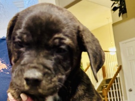 Cane Corso-Rottweiler 