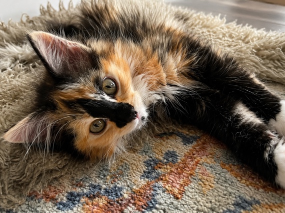 Maine Coon – Wunderschöne Maine Coon/Sibirsche Waldkatze Mix Kitten – Dresden