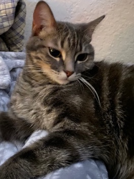 tabby cat