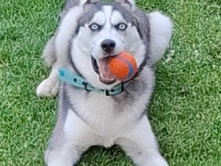 Siberian Husky – Pedigree Siberian Husky Puppy for Sale – 9 Months Old – Johnstown