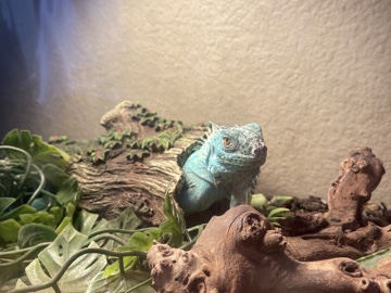 Green Iguana – blue iguana – Los Angeles