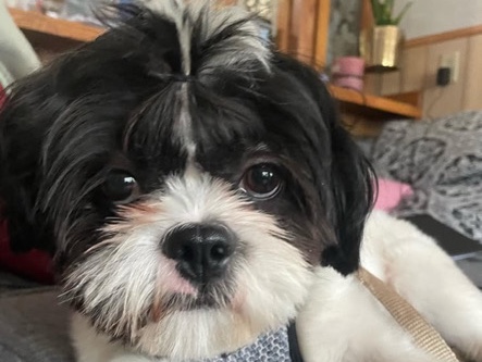 Shih Tzu – cooleo looking for a new home – Isanti