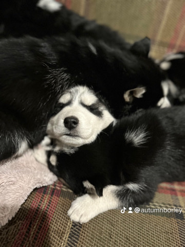 Siberian Husky – Siberian huskies