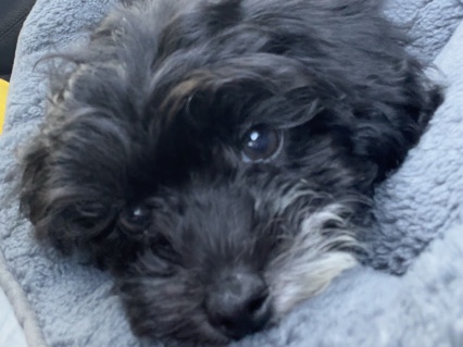 Maltipoo – Adorable Maltipoo Puppy for Sale – Pickering – Pickering