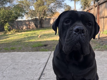 Cane Corso – cane corso – Stockton