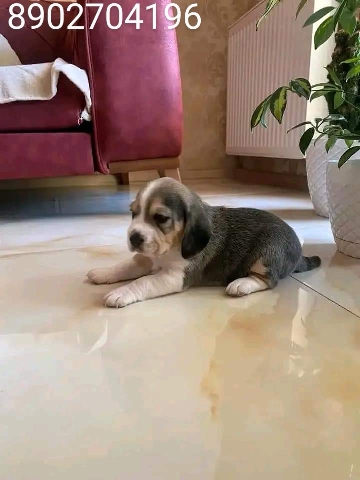 Beagle – Beagle adoption
