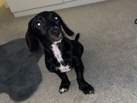 Labrador Retriever – dog for sale – Sheffield