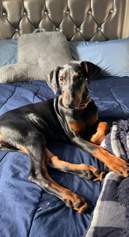Doberman Pinscher – Doberman for sale