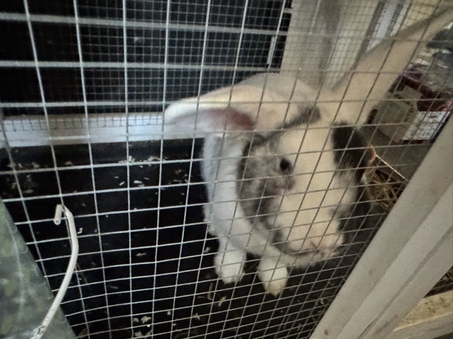 2 male rabbits – Stoke-On-Trent