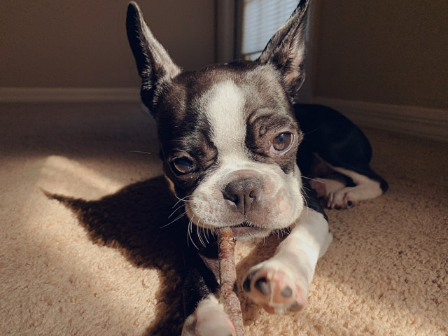 Kenzi: Forever Home Needed for Pure Bred Boston Terrier