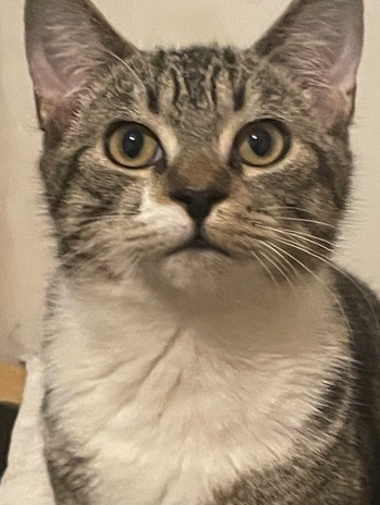 Russian White, Black and Tabby – selling 3 kittens