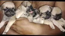 Pug – good quality pug