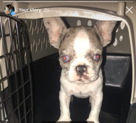 French Bulldog – The cutest frenchie