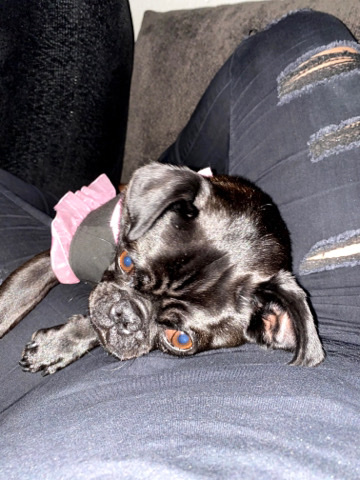 Pug – black pug for sale