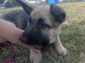 German Shepherd – German Shepherd Puppy – Los Angeles