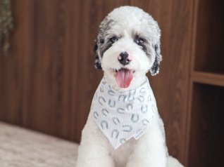 Doodle – Mini Aussiedoodle – San Jose