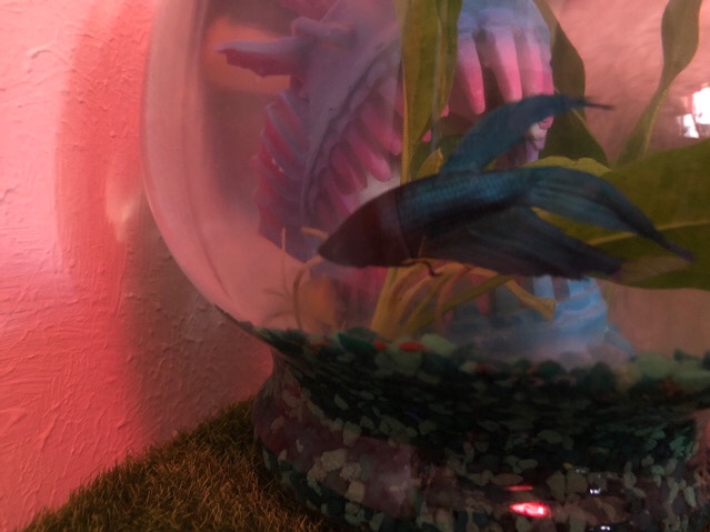 Betta – Beta Fishes