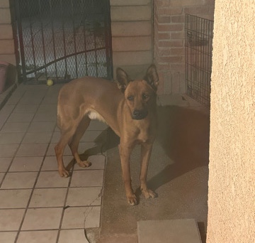 German Shepherd – Rehome for Free