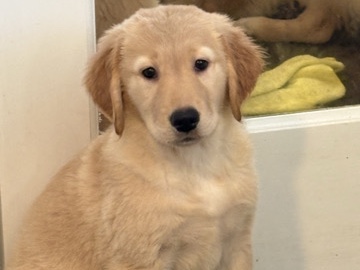 Golden Retriever – golden retriever – San Leandro